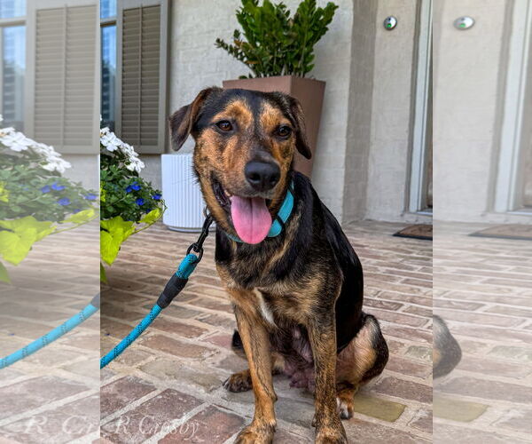 Medium Photo #1 Mutt Puppy For Sale in New Orleans, LA, USA