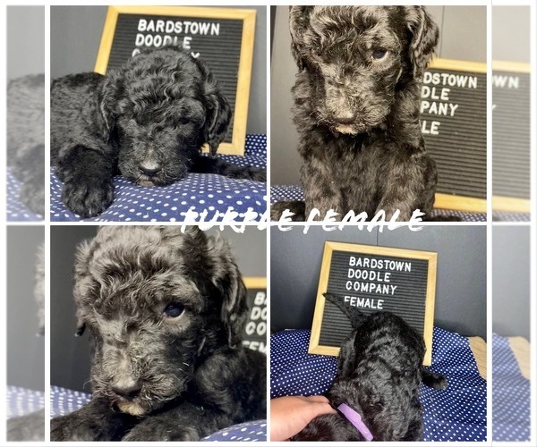 Medium Photo #5 Sheepadoodle Puppy For Sale in BARDSTOWN, KY, USA
