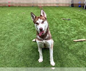 Siberian Husky Dogs for adoption in Orange, CA, USA