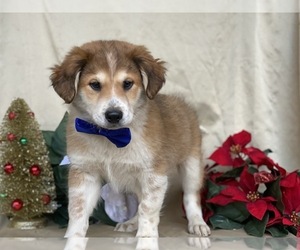 Border Collie-Unknown Mix Puppy for sale in LANCASTER, PA, USA