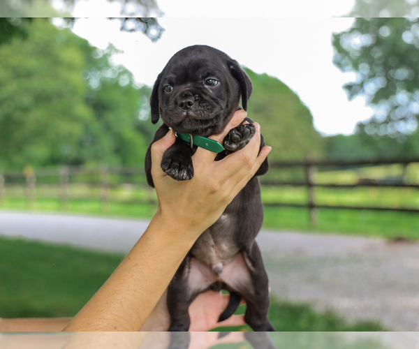 Medium Photo #5 Jug-Unknown Mix Puppy For Sale in LIBERTY, KY, USA