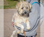 Small #2 Lhasa Apso-Wheaten Terrier Mix