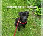 Small #1 Mutt