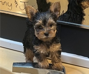 Yorkshire Terrier Puppy for sale in COEBURN, VA, USA