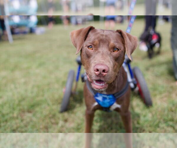 Medium Photo #2 Labrador Retriever-Unknown Mix Puppy For Sale in Holly Springs, NC, USA