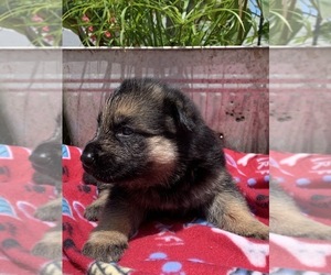 German Shepherd Dog Puppy for sale in EAST LYME, CT, USA