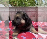 Small German Shepherd Dog