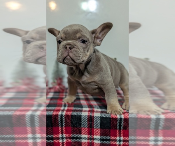 Medium Photo #9 French Bulldog Puppy For Sale in GOSHEN, IN, USA