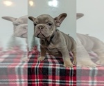Small #8 French Bulldog