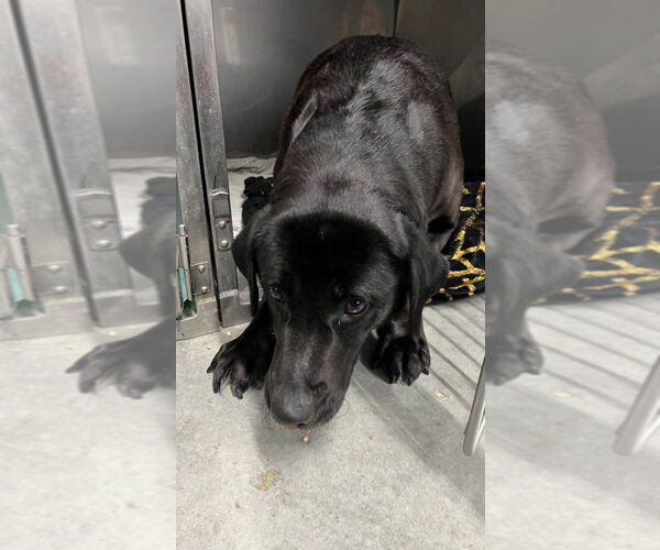 Medium Photo #1 Labrador Retriever Puppy For Sale in Cromwell, KY, USA