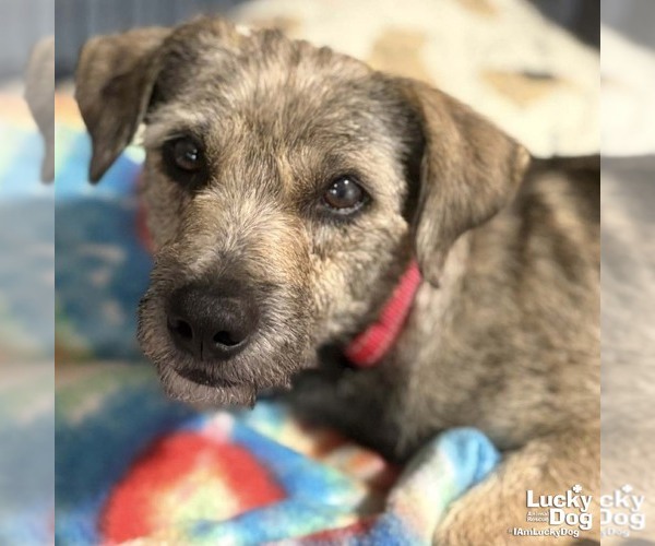 Medium Photo #1 Labrador Retriever-Unknown Mix Puppy For Sale in Washington, DC, USA