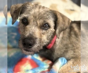 Labrador Retriever-Unknown Mix Dogs for adoption in Washington, DC, USA