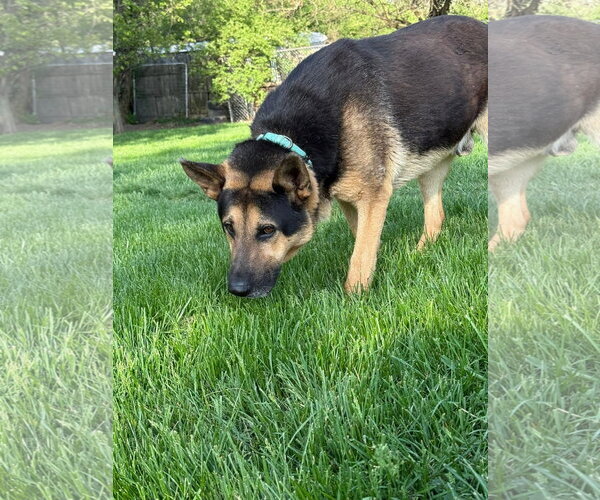 Medium Photo #4 German Shepherd Dog-Unknown Mix Puppy For Sale in Germantown, OH, USA