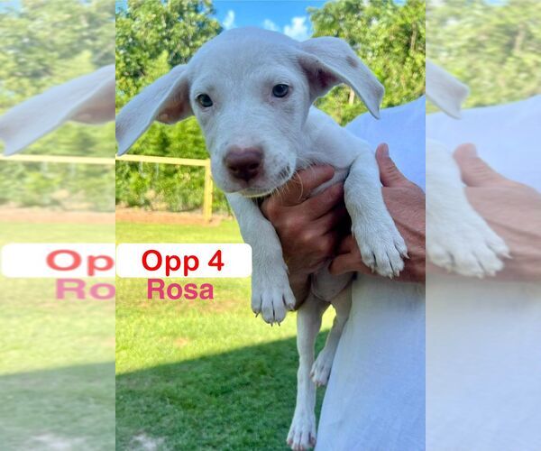 Medium Photo #2 Mutt Puppy For Sale in Brooksville, FL, USA