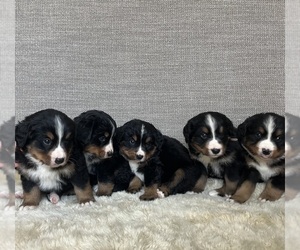 Bernese Mountain Dog Litter for sale in BAKERSFIELD, CA, USA