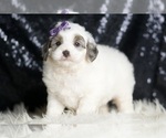 Small #3 Goldendoodle (Miniature)