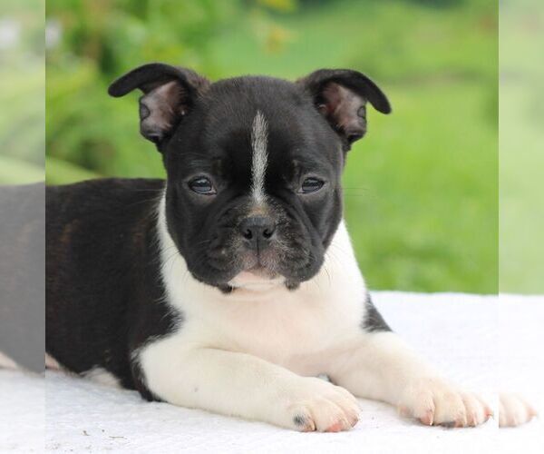 Medium Photo #4 Boston Terrier Puppy For Sale in MANHEIM, PA, USA