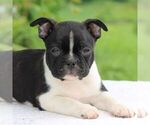 Small Photo #4 Boston Terrier Puppy For Sale in MANHEIM, PA, USA