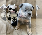 Small Photo #14 Australian Cattle Dog Puppy For Sale in MYRTLE BEACH, SC, USA
