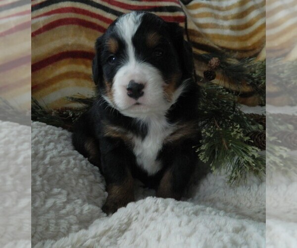 Medium Photo #18 Bernese Mountain Dog Puppy For Sale in CLARE, MI, USA