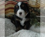 Puppy 9 Bernese Mountain Dog
