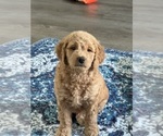 Small #6 Goldendoodle mix (+ Poodle Standard)