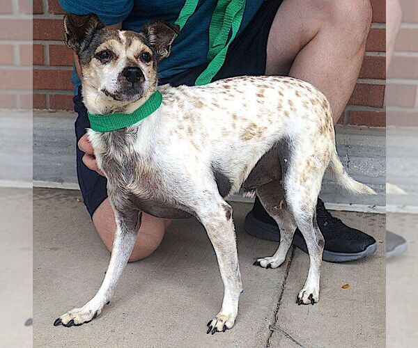 Medium Photo #4 Rat Terrier-Unknown Mix Puppy For Sale in Carrollton, TX, USA