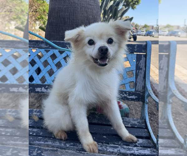 Medium Photo #4 Pomeranian-Unknown Mix Puppy For Sale in Newport Beach, CA, USA