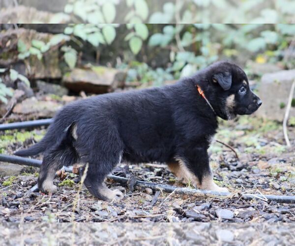 Medium Photo #5 German Shepherd Dog Puppy For Sale in CASTLE ROCK, WA, USA