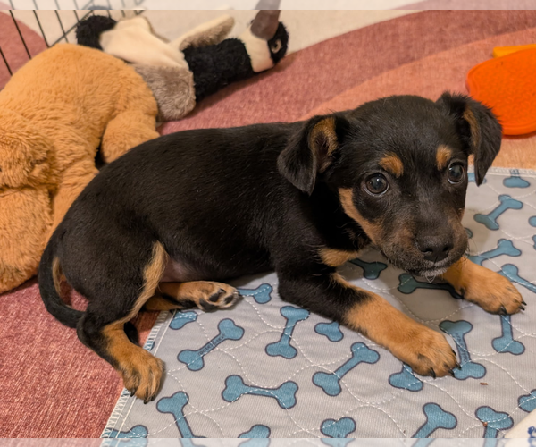 Medium Photo #1 Chihuahua-Unknown Mix Puppy For Sale in Bellevue, WA, USA