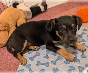 Chihuahua-Unknown Mix Dogs for adoption in Bellevue, WA, USA