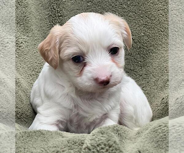 Medium Photo #4 Maltipoo (Miniature) Puppy For Sale in San Diego, CA, USA