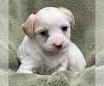 Small #3 Maltipoo (Miniature)