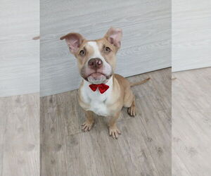 Marley - Male Mutt Dog for Adoption - Photo #10
