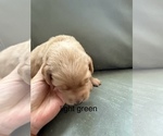Puppy light green Golden Retriever