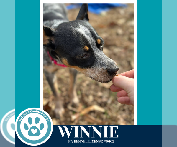 Medium Photo #3 Mutt Puppy For Sale in Kimberton, PA, USA