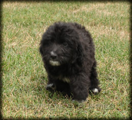 Aussie-Poo Puppy for sale in WAYLAND, IA, USA