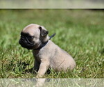 Image preview for Ad Listing. Nickname: Biscuit