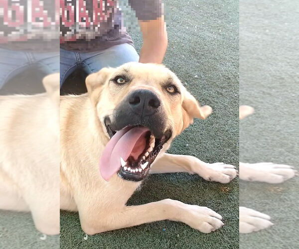 Medium Photo #3 Mutt Puppy For Sale in Apple Valley, CA, USA