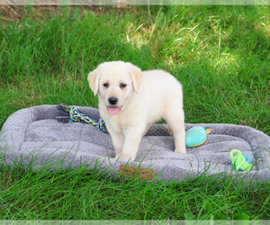 Labrador Retriever Puppy for sale in SYRACUSE, IN, USA