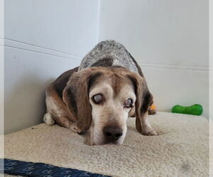 Beagle Dogs for adoption in Iroquois, IL, USA