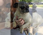 Small #2 Pug