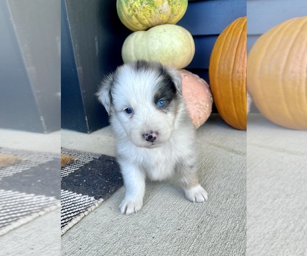 Medium Photo #6 Australian Shepherd Puppy For Sale in LODA, IL, USA