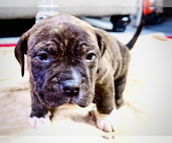 Medium Photo #9 American Bully Puppy For Sale in GROVE CITY, MN, USA