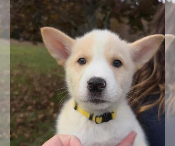 Medium Photo #3 German Shepherd Dog-Siberian Husky Mix Puppy For Sale in HOLTON, MI, USA