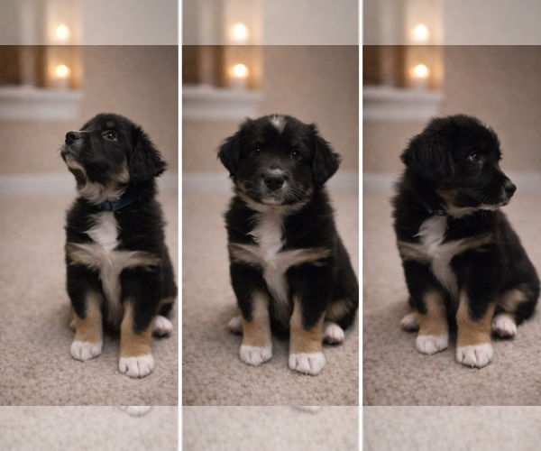 Medium Photo #7 Australian Shepherd Puppy For Sale in SAINT JOHN, IN, USA