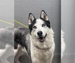 Small Siberian Husky Mix