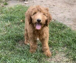 Puppy Reggie Goldendoodle