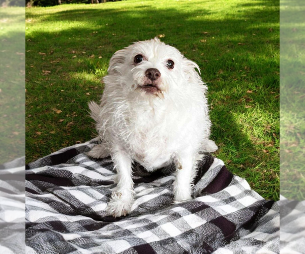 Medium Photo #1 Mutt Puppy For Sale in Vail, AZ, USA