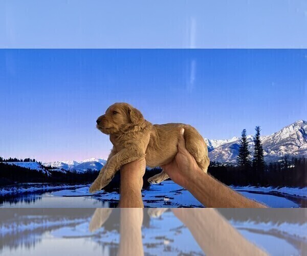 Medium Photo #18 Goldendoodle Puppy For Sale in FOUNTAIN VALLEY, CA, USA